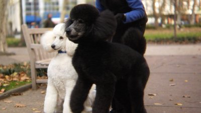 ¿Tu perro es agresivo y ladra al pasear con correa? Consejos para controlar la llamada “leash aggression”