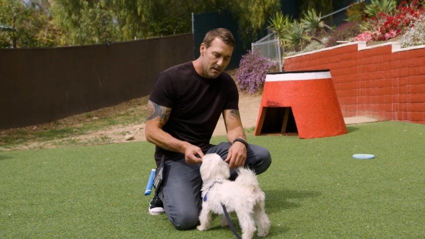 Man wearing black shirt kneels on astroturf with white dog