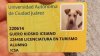 Ciudad Juárez: Buscan a ‘Kiosko’ perrito adoptado por alumnos de la UACJ