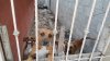 Rescatan a siete perros en condiciones de maltrato y desnutrición en Juárez