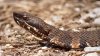 Reportan quinto caso de mordedura de serpiente