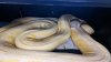Encuentran serpiente Pitón de 16 pies que acechaba vecindario hace meses