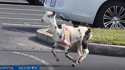 Cabrita se reencuentra con su dueño tras causar sensación en todo un vecindario