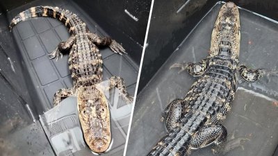 En imágenes: hallan a caimán abandonado en un contenedor de plástico