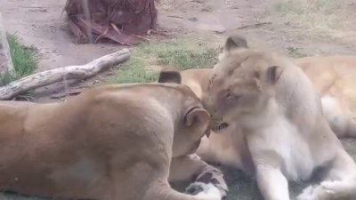 Muere Zari, la leona africana del Zoológico de El Paso