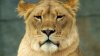 Muere Zari, la leona africana del Zoológico de El Paso