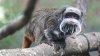 Desaparecen dos monos de un zoológico; la policía abre una investigación