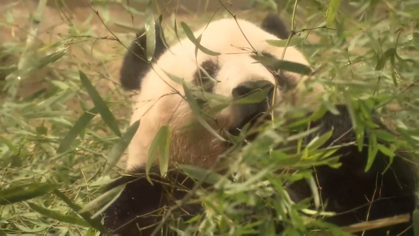Japón se despide de la querida osa panda Xiang Xiang
