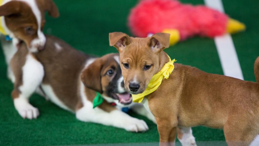 Puppy Bowl on Thursday, Feb. 1, 2018. (Nathan Congleton/NBCU Photo Bank/NBCUniversal via Getty Images)