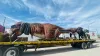 Jurassic Juárez: celebrarán a las infancias con exhibición dinosaurios en el parque DIF