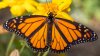 México: la superficie ocupada por la mariposa monarca se reduce en un 22%