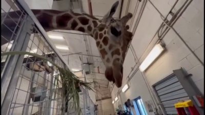 Conoce a los padres de “Gigi” la futura cría de jirafa que nacerá en el Zoológico de El Paso