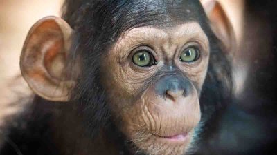 ¡Lo más tierno que verás! Adorable chimpancé, estrella de videos, juega como todo un niño
