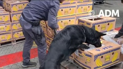 ¿Narcobananas? Perro olfatea gran suma de cocaína valorada en $900 millones