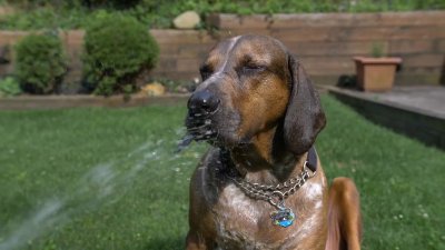 Refugio de Animales de El Paso pide mantener a mascotas a salvo del calor