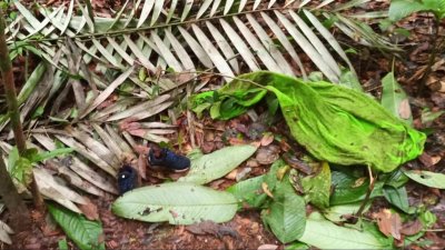 Hallan rastros de niños desaparecidos en Colombia