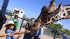 Hasta $10,000 pesos podría ganar quien eliga el mejor nombre para la nueva jirafa de Ciudad Juárez