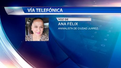 Causa indignación condiciones de vida de la jirafa “Benito”  en Ciudad Juárez