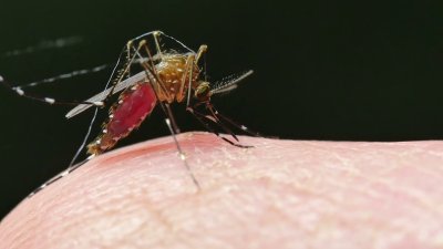 Comienza temporada de mosquitos; piden tomar precauciones