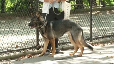 Consejos para evitar un golpe de calor en las mascotas