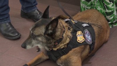 Honran a Rocco oficial canino de CBP con casi 10 años de servicio o
