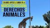 Convocan a marcha por derechos de “Benito” la jirafa del Parque Central en Ciudad Juárez