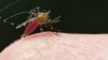 Comienza temporada de mosquitos; piden tomar precauciones para evitar enfermedades