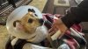 “Me da miedo salir”: una mujer y su perrita son hospitalizadas tras el ataque de un perro