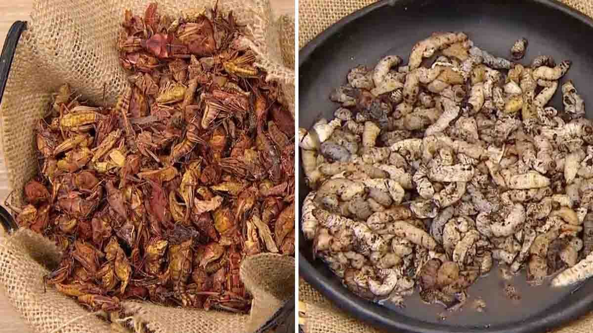 ¿Comida con insectos? Regresa el Bug Fest en el Zoológico de El Paso ...