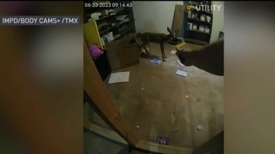 En video: policía busca a un aparente intruso en una vivienda pero encuentra un ciervo