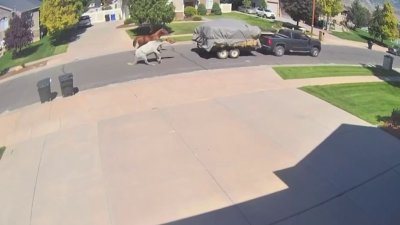 Perturbador video: camioneta en movimiento arrastra a caballos amarrados
