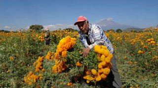 La flor de cempasúchil está lista para llegar a los altares mexicanos en el Día de Muertos