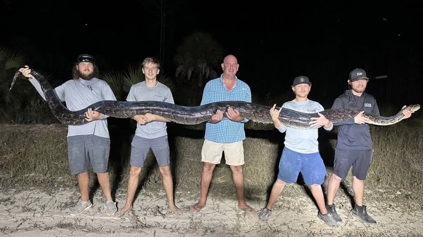 Capturan inmensa pitón de 17 pies y casi 200 libras en un parque de Florida