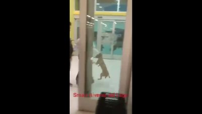 Denuncian a guardia de supermercados Smart por abuso animal
