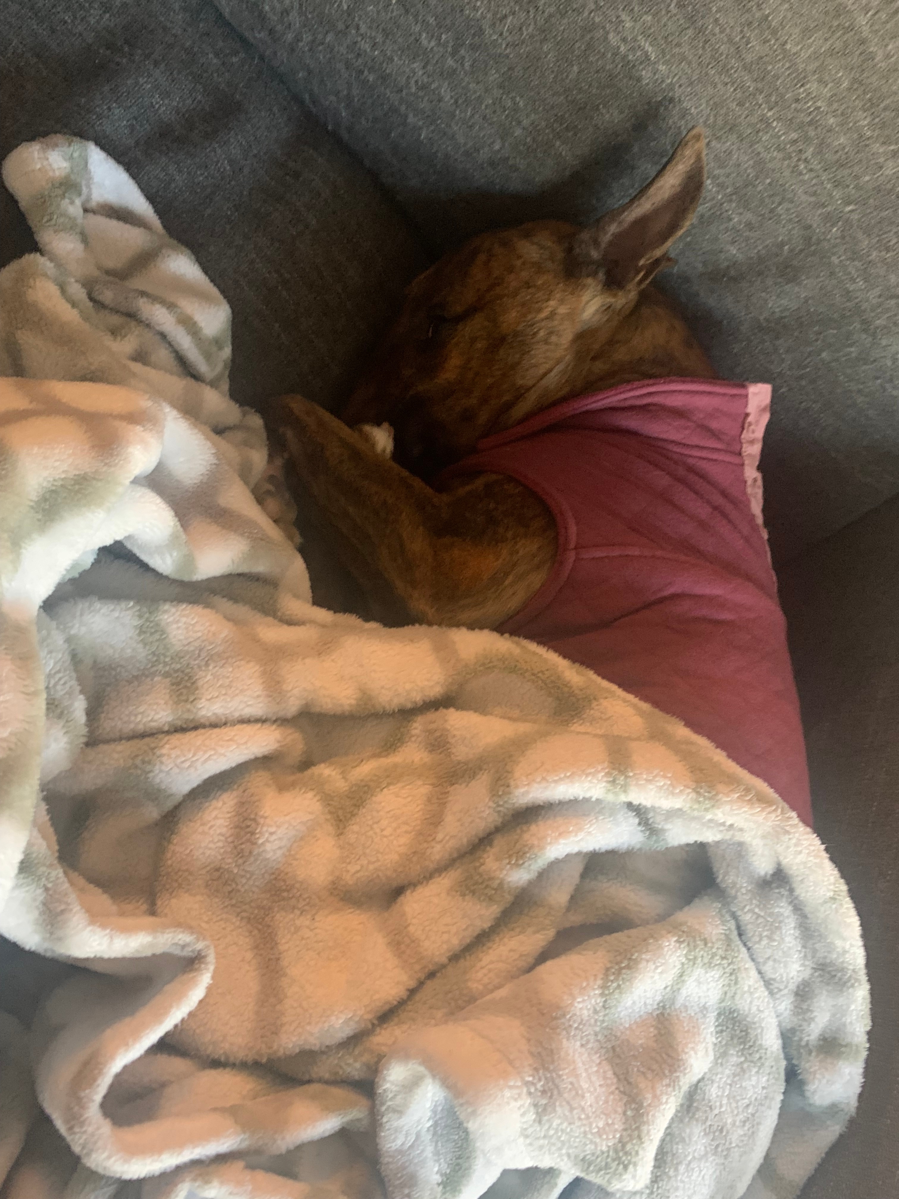 Stella