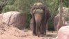 Muere Savannah, la elefanta del zoológico de El Paso; tenía 71 años y artritis avanzada