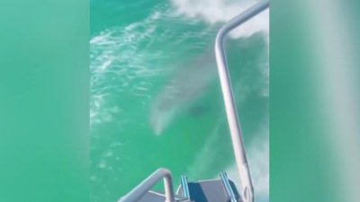 Adorable: delfines viven encuentro con policías