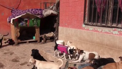 Crean brigadas de fumigación ante incremento de muertes por garrapatas en Juárez