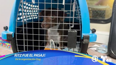 Trasladan a mascotas al norte del país