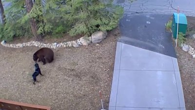 Increíble: la táctica de un perro al enfrentar a un oso