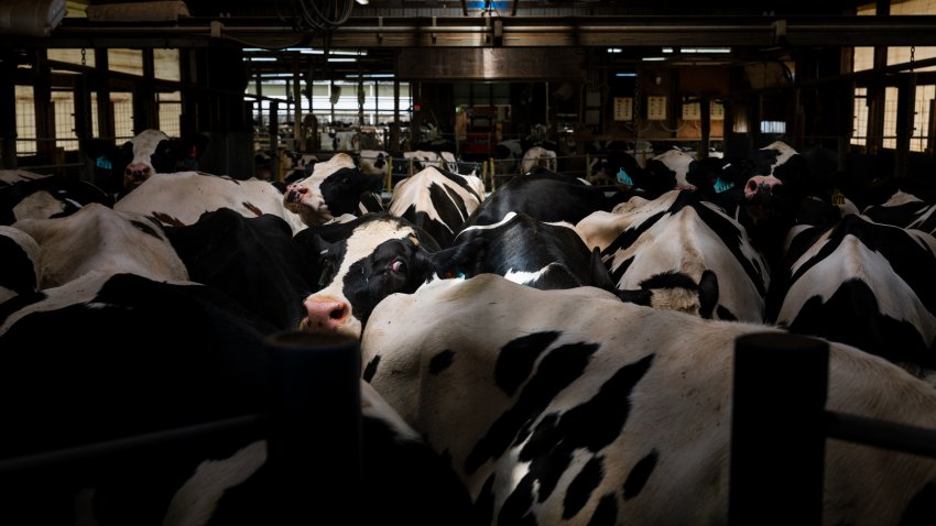 Vacas haciendo cola para su ordeño a mitad de camino en United Dreams Dairy, en North Freedom, Wisconsin, el 8 de mayo de 2024.