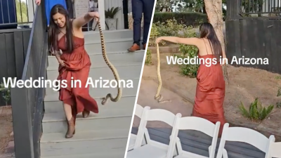 En video: valiente mujer agarra a una serpiente y la saca de una boda en Arizona