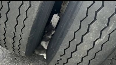 Rescatan a gatito que quedó atrapado entre las ruedas de un camión