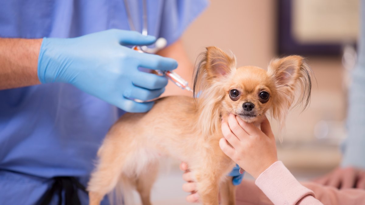 They arrange free vaccinations and microchips for your pet in El Paso