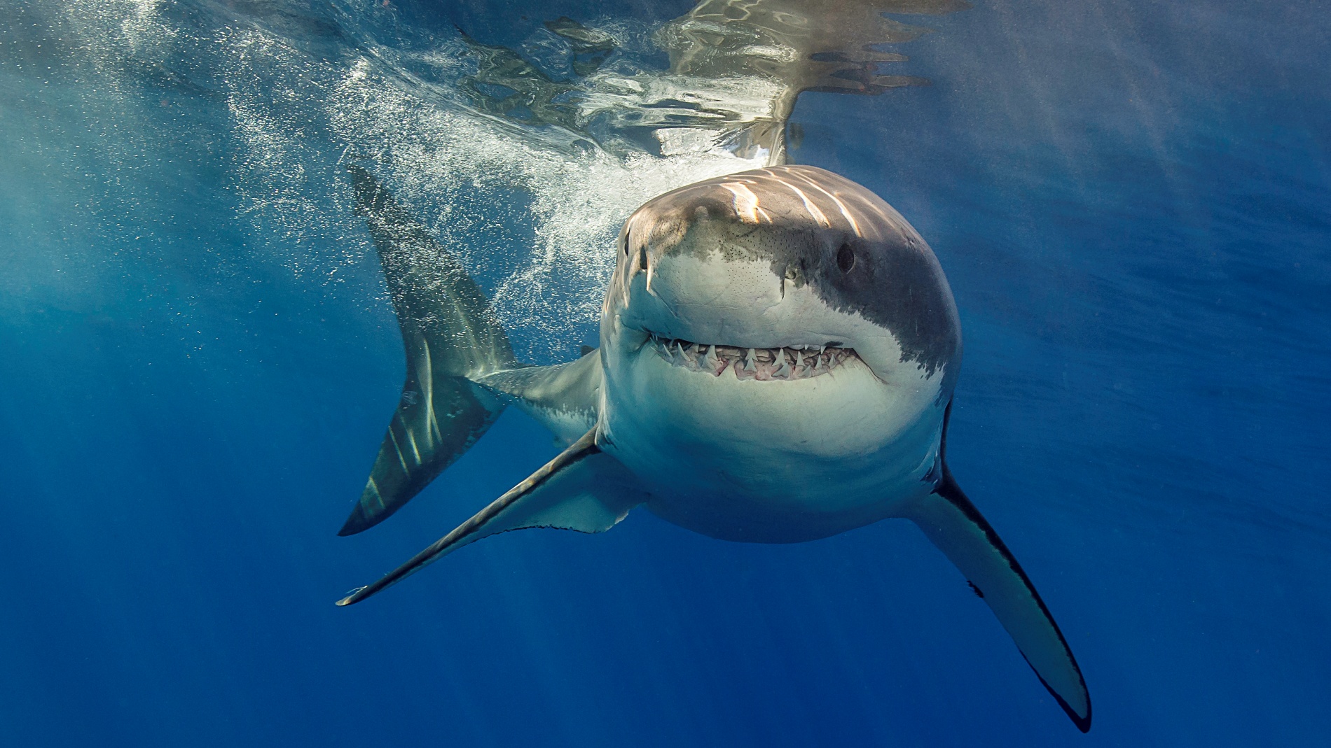 Se dispara un 600% la población de tiburones en el Golfo de México: ¿Qué hay detrás del drástico aumento?