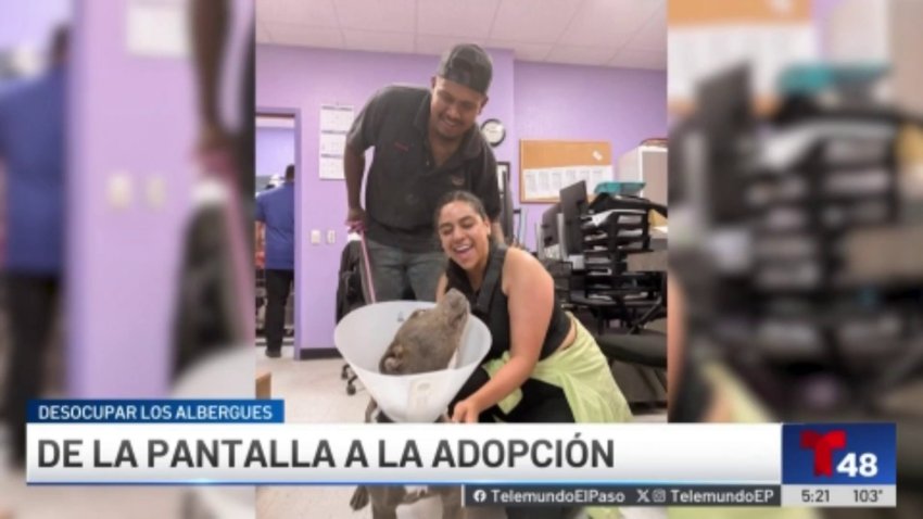 “Muffin” de la pantalla a la adopción