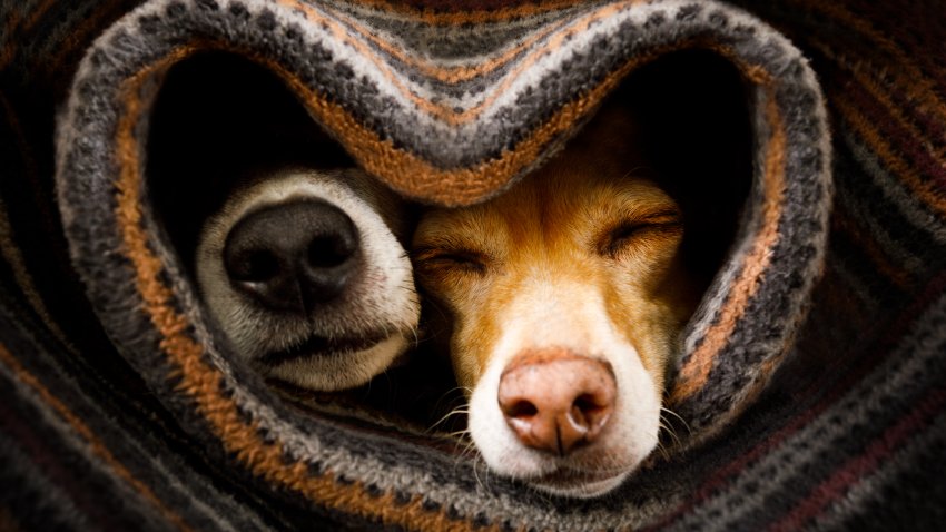 couple of dogs in love sleeping together under the blanket in bed in heart form,  warm and cozy and cuddly