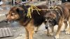 El condado pide reportar animales callejeros, abandonados o agresivos