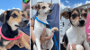 Animal Services invita al evento; día galáctico de mascotas