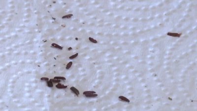 Residentes de Socorro reportan invasión de escarabajos rojos